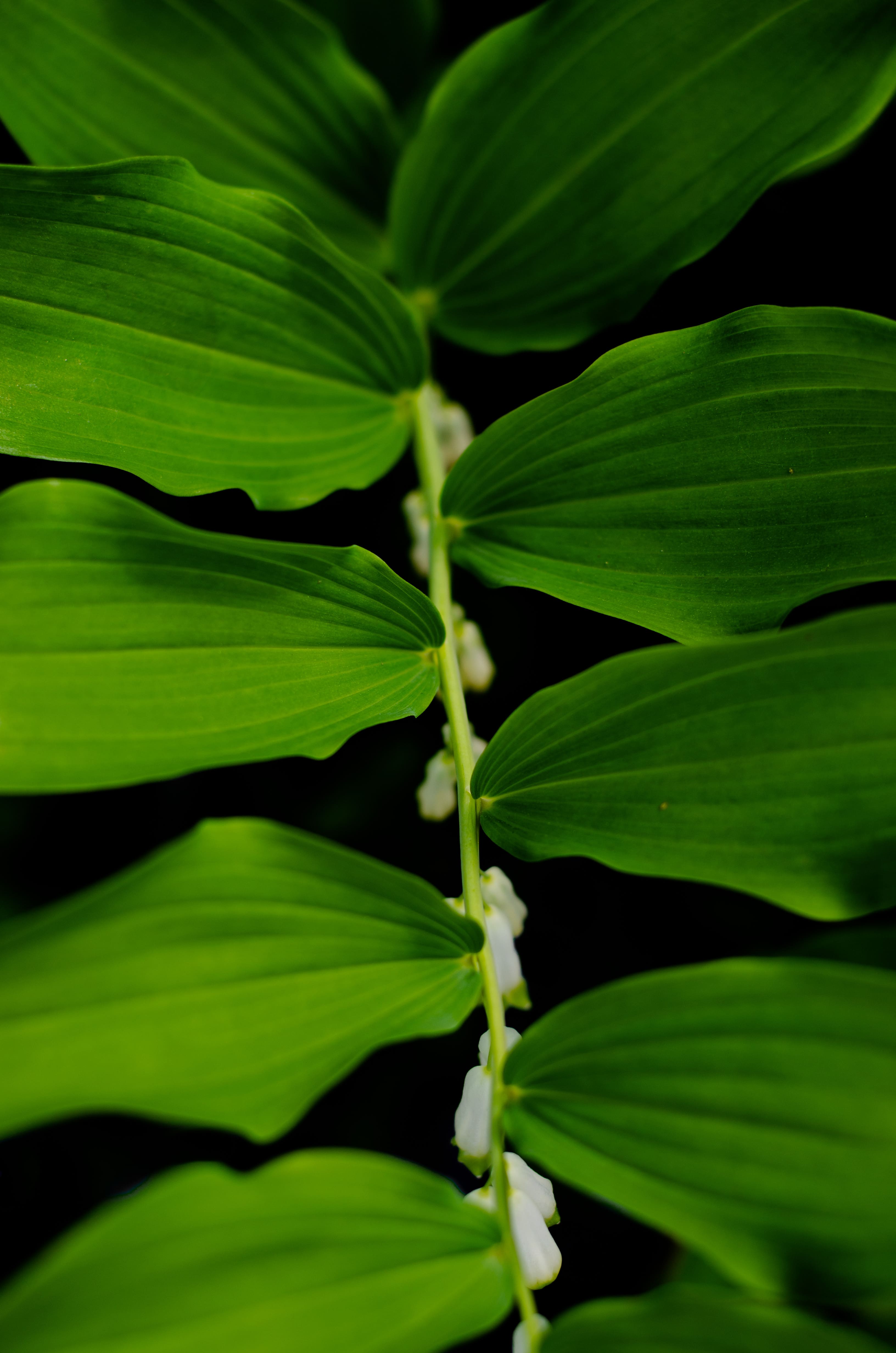 seduced by nature